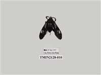 藏品(透翅碩斑蛾)的圖片